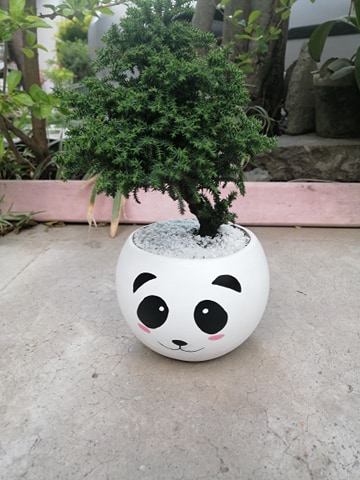 sucuslove panda plantas