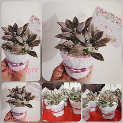 sucuslove plantas cuerna