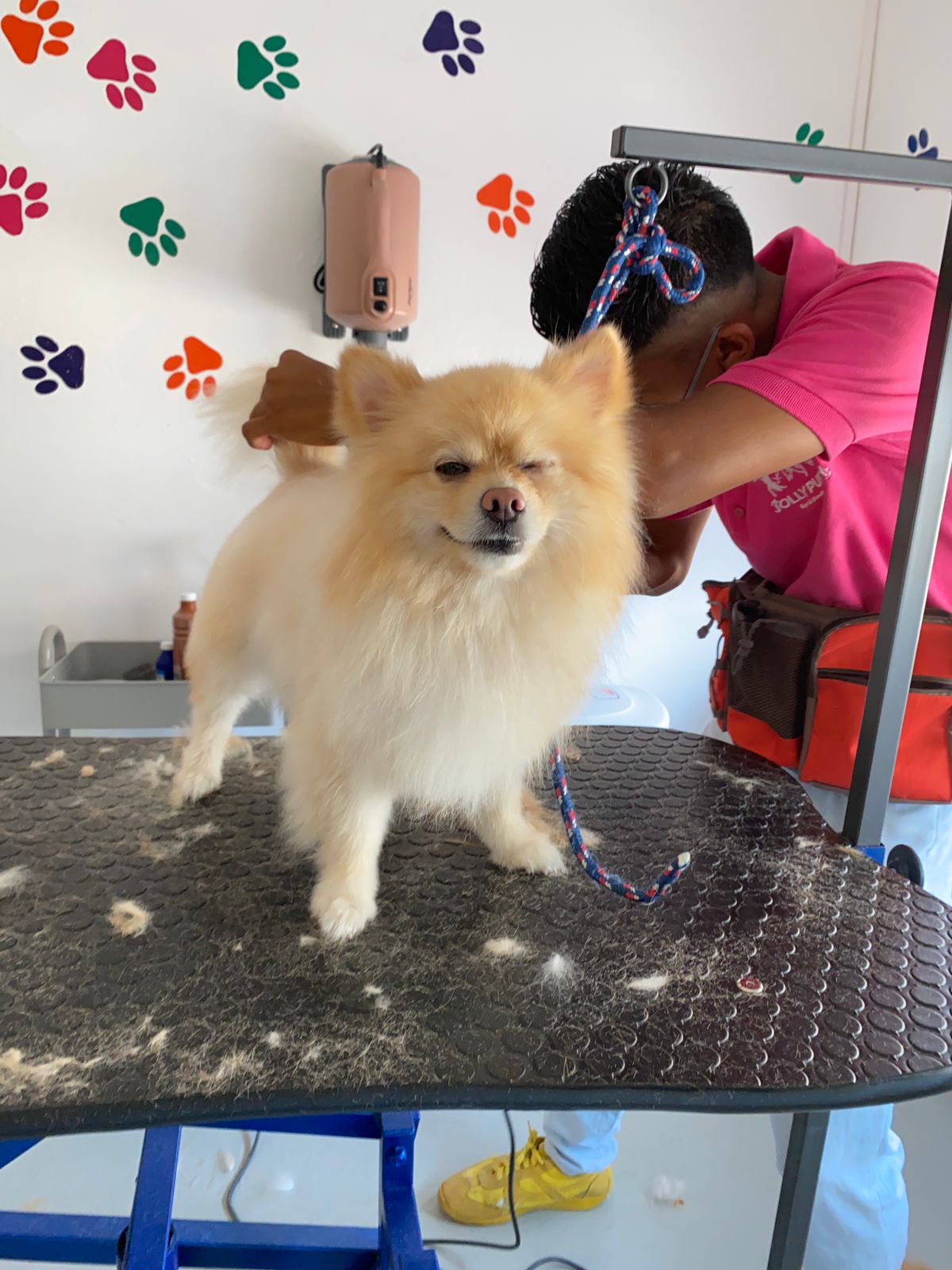 Jolly puppy mascotas