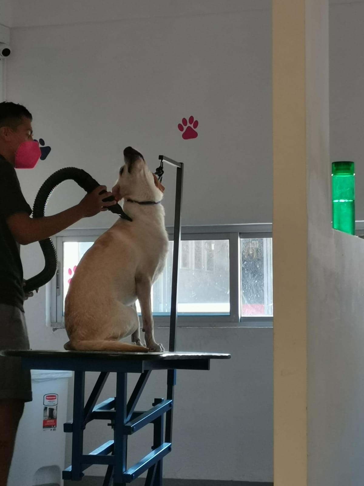 cuidado canino
