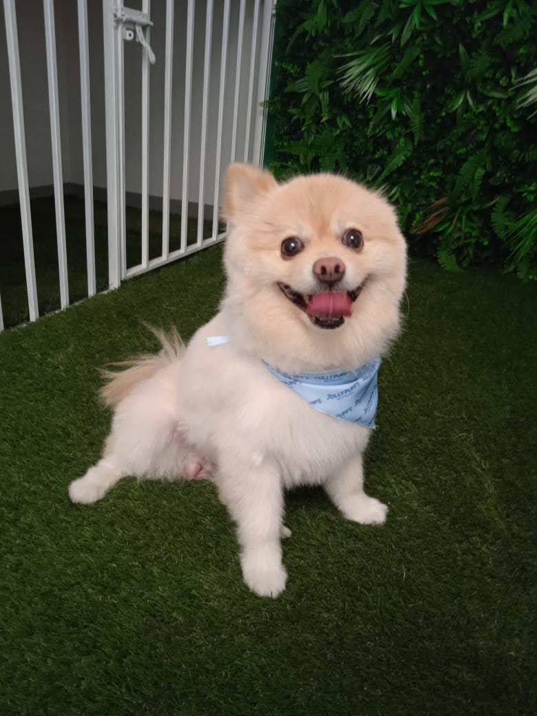 jolly puppy cachorro