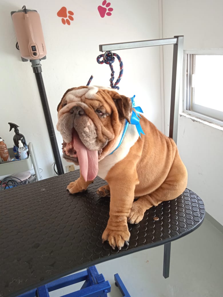 jolly puppy cuernavaca