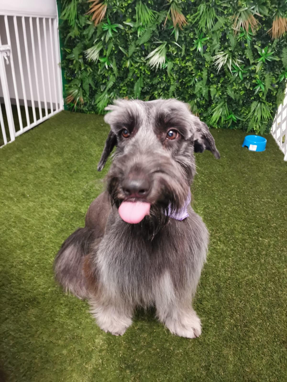 mascotas cachorros conectando morelos