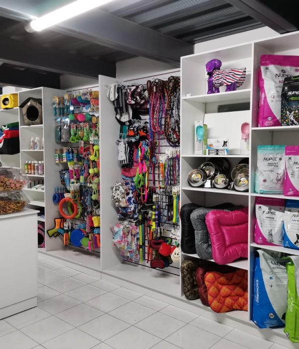 conectando morelos jolly puppy