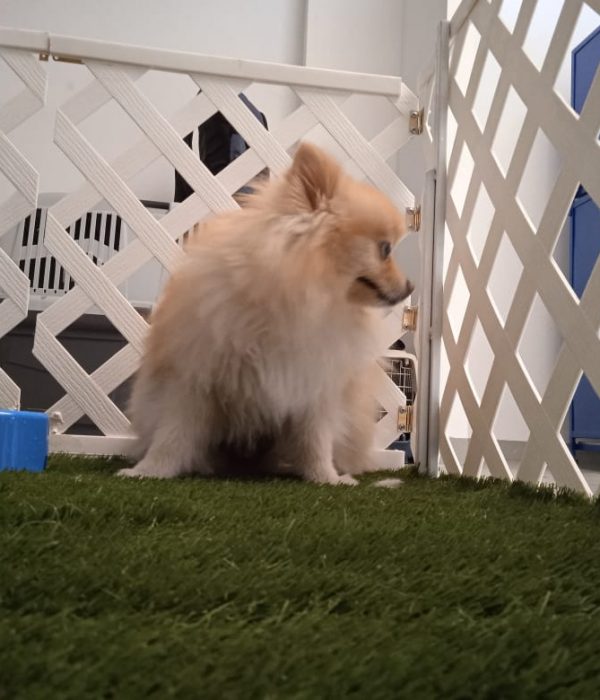 jolly puppy estetica